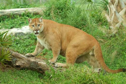 Cougar information and pictures. (Puma Concolor) from Vanishing Species  Wildlife
